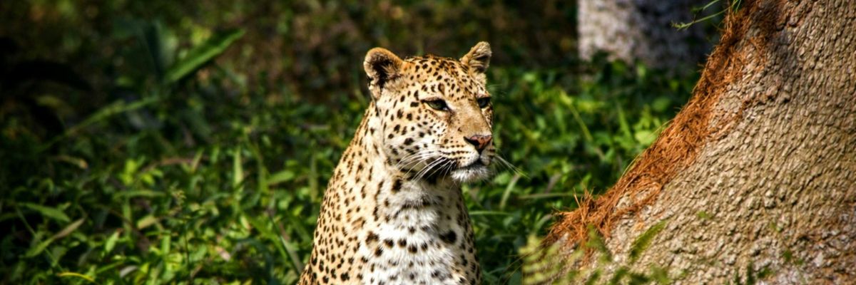 Wildlife & Safari